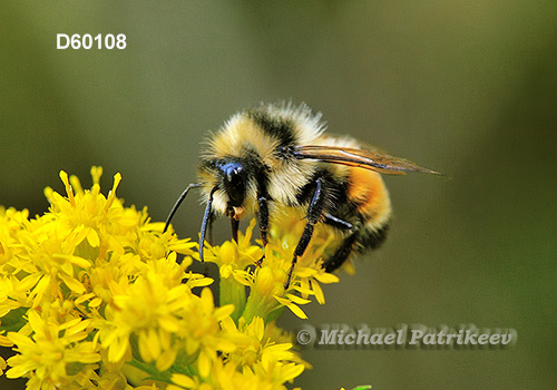 Tricolored Bumble Bee (Bombus ternaries)